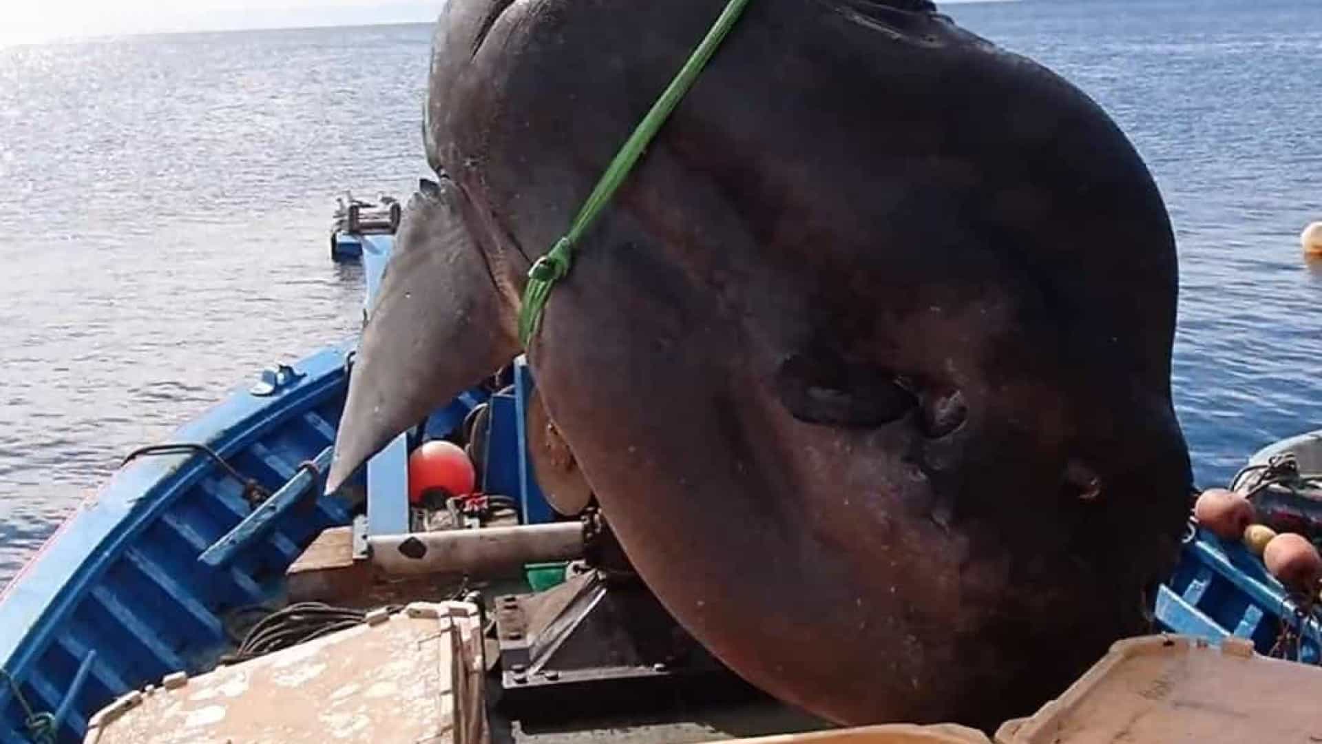 Pescadores capturam um peixe-lua com três metros de comprimento