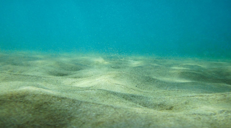 Agora pode conhecer as profundezas do oceano sem sair de casa (e em direto)