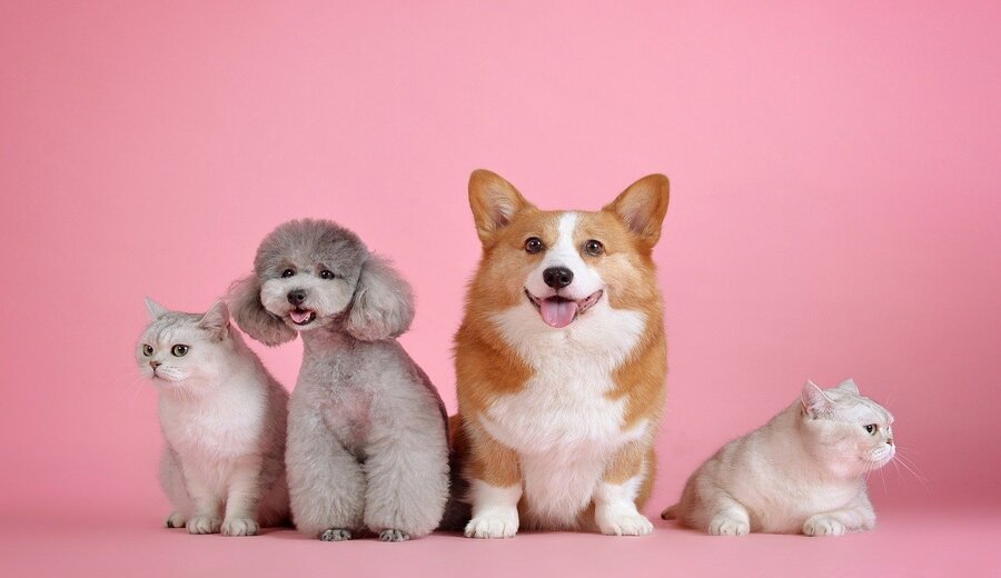 Unleashed procura startups na área de Pet Care para programa de aceleração