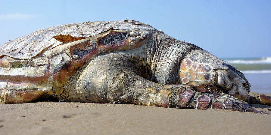 Trescientas tortugas muertas en tierra en México