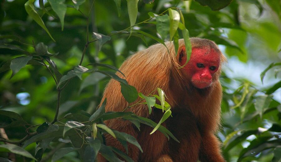 Este é um dos primatas mais bonitos do mundo e está em perigo de extinção –  Green Savers