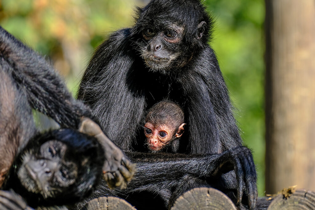Nasceu uma nova cria de macaco-aranha-da-colômbia no Jardim