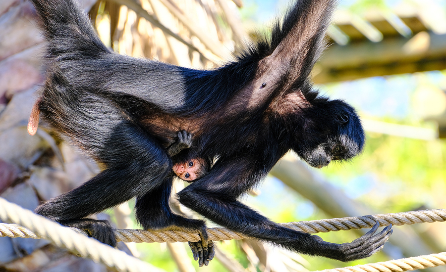 Nasceu uma nova cria de macaco-aranha-da-colômbia no Jardim