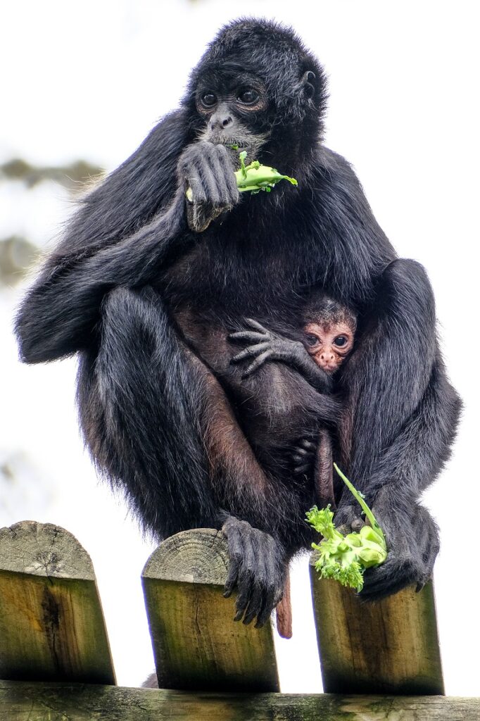 Nasceu uma nova cria de macaco-aranha-da-colômbia no Jardim