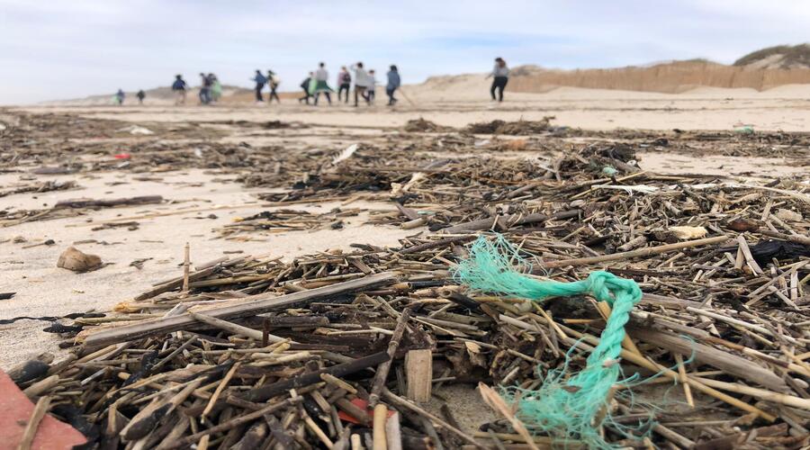 GEOTA organiza ação de formação Coastwatch na praia das Avencas
