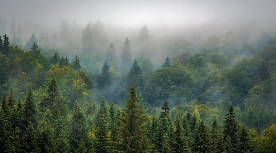 10 milhões de hectares de floresta são perdidos por ano