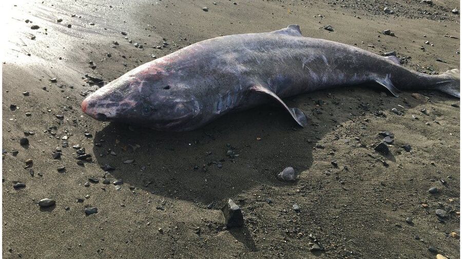 Conheça o fenômeno oceânico que está aproximando os tubarões da costa nos  EUA