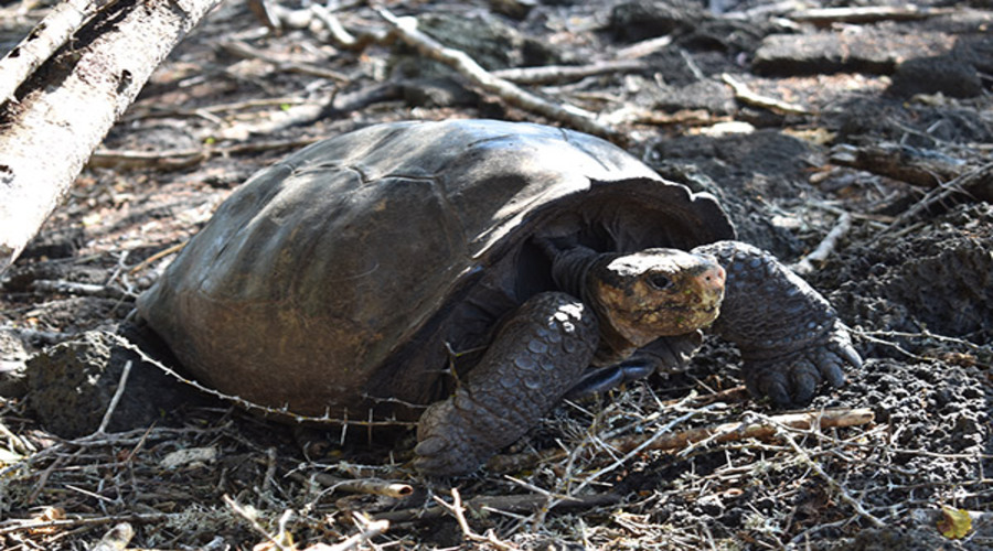 Después de todo, la tortuga de Galápagos no está extinta
