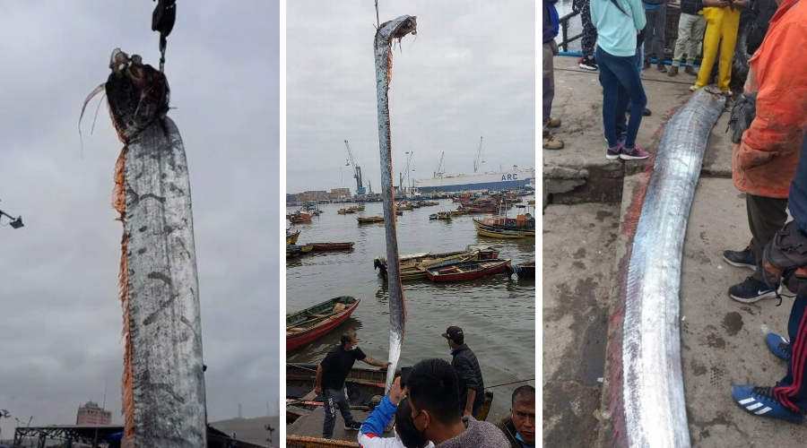 Pescadores encontram peixe raro com quase 5 metros no Chile