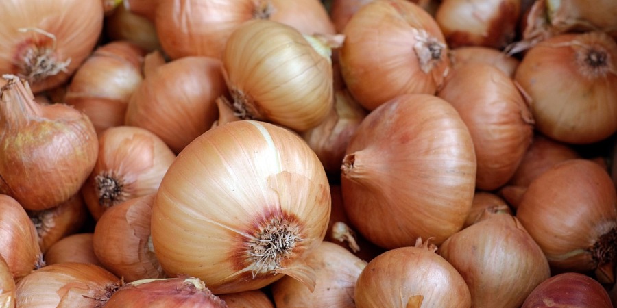 Madeira aprova apoio extraordinário para produtores de cebola no valor de 50 mil euros