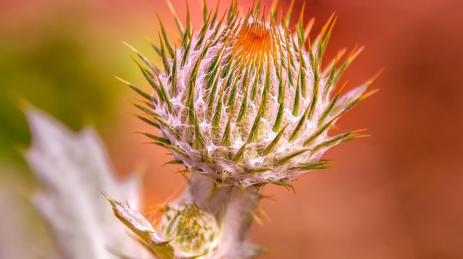 Agroalimentar de Castelo Branco promove inovação dos queijos que usam flor  de cardo