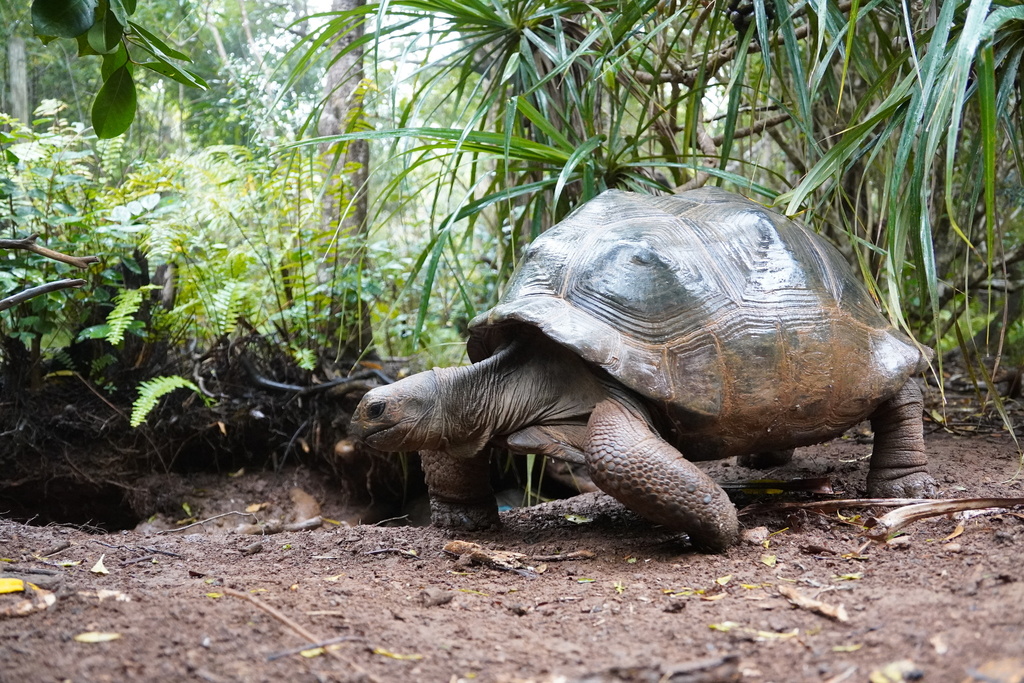 Tartaruga-gigante-de-aldabra: Cientistas traçam primeira🔝 Explore o ...