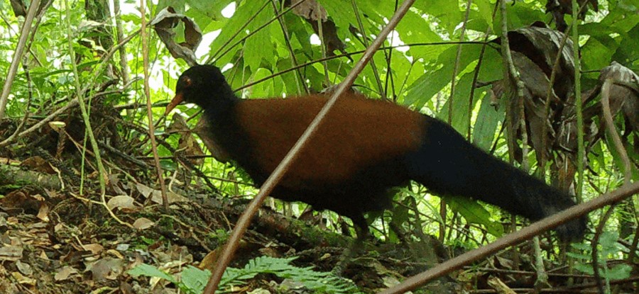 Pássaro considerado extinto desde 1882 é visto em vídeo em Papua Nova Guiné