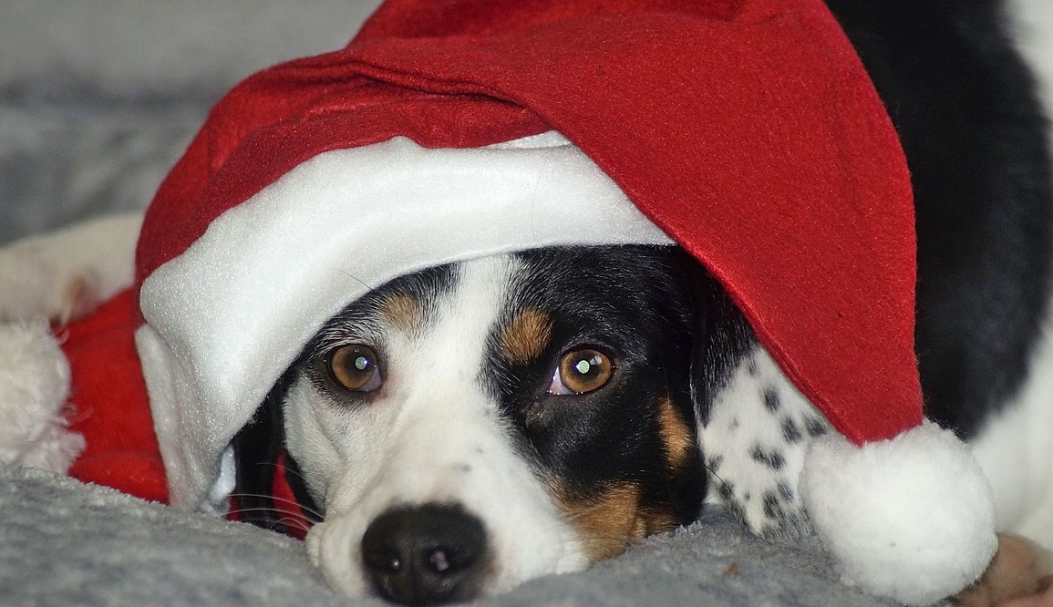 Tratamentos festivos populares podem ser mortais para os animais de estimação. Eis o que deve saber
