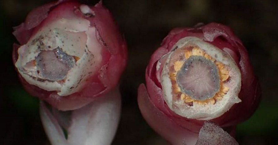 Descoberta nova espécie de planta ‘fantasmagórica’ que não faz fotossíntese e depende de simbiose com fungos