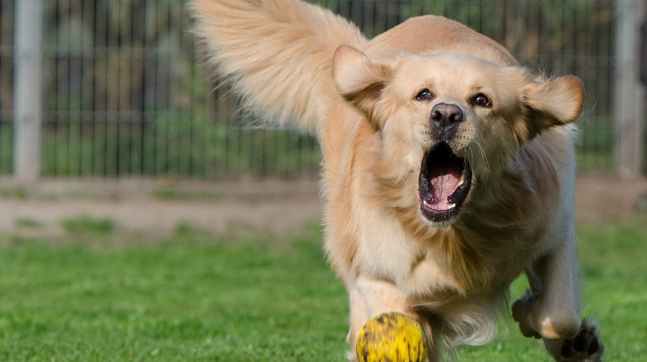Caudas dos cães desempenham pouco ou nenhum papel nas suas manobras acrobáticas