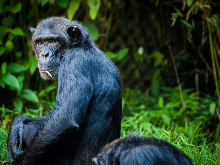 Die Untersuchung des Herzens mit einer Digitalkamera bei Schimpansen kann helfen, Herz-Kreislauf-Erkrankungen vorzubeugen