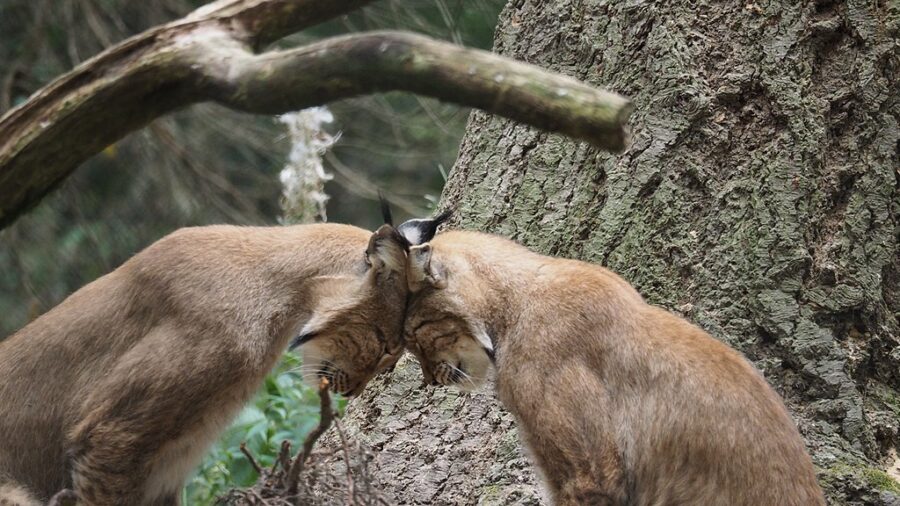Restam menos de 150 linces adultos em França. E já se fala em risco de extinção