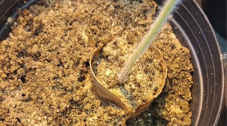 Universidade de Coimbra desenvolve saco protetor biodegradável para controlo de nemátodes parasitas de plantas