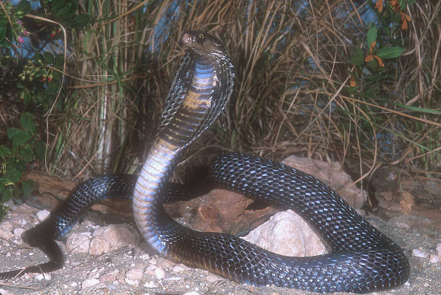 Os 10 Animais Mais Venenosos Do Mundo Cobra Rei Cobra Real Animais