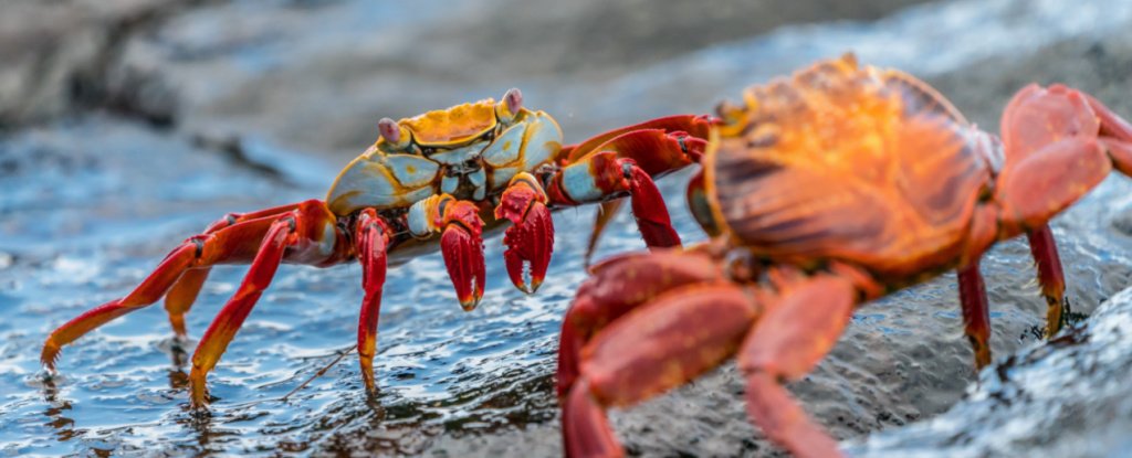 A evolução continua a criar caranguejos e ninguém sabe porquê