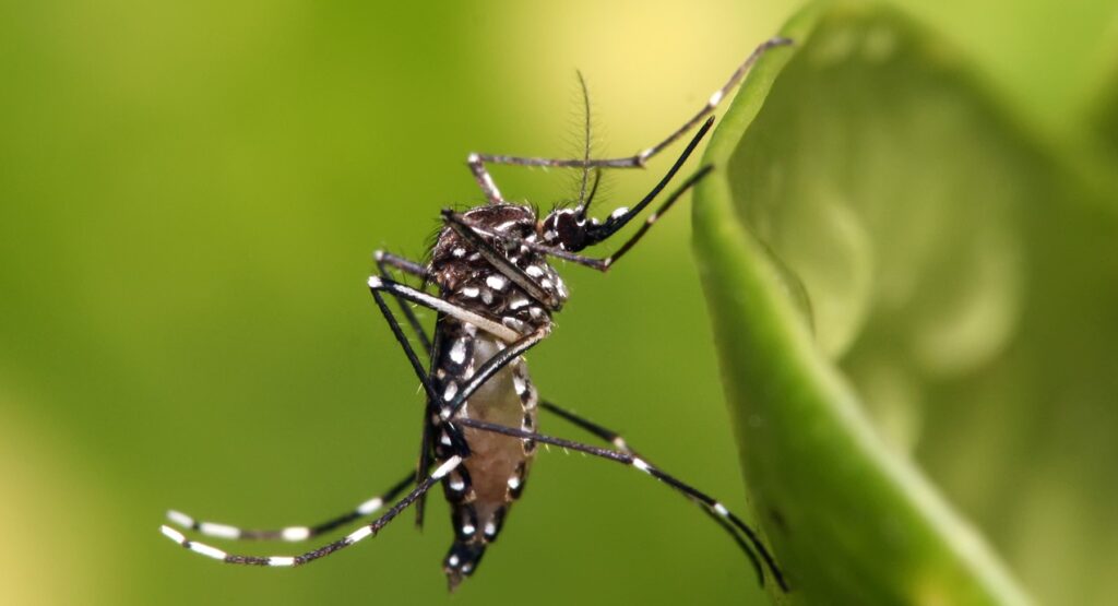 Portugal vai acabar por ter casos de dengue, mas vai demorar