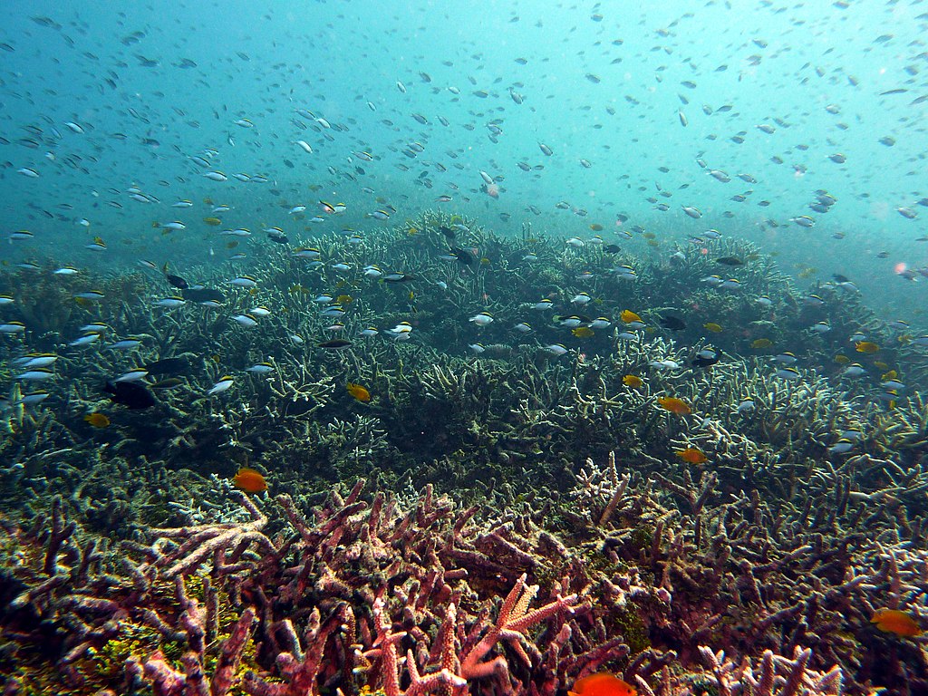 Los arrecifes de coral cubren más superficie de la Tierra de lo que se pensaba – Green Savers