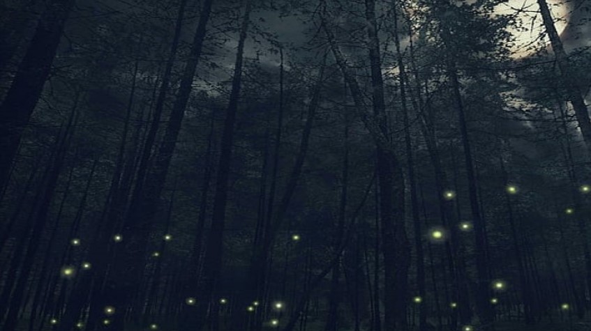 Câmara de Torres Vedras organiza “Workshop” de fotografia noturna de pirilampos