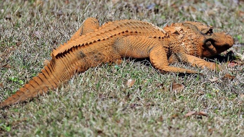 Os Crocodilos E Os Gaviais Estão A Ficar Com Um “bronzeado” Laranja Bizarro No Nepal Saiba 6357