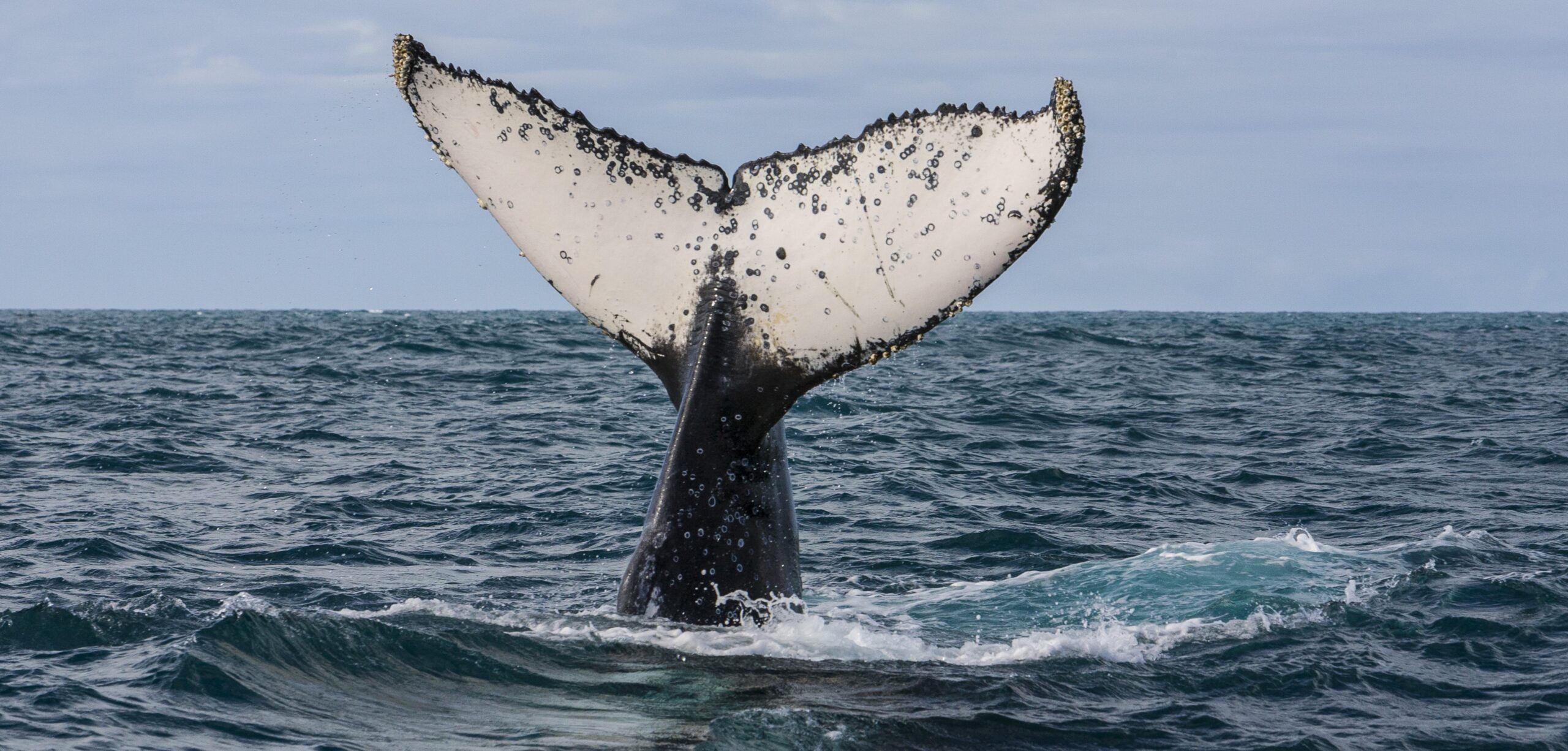 Whale Tail Booty