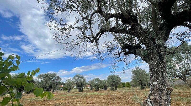 En Abrantes hay un olivo abandonado, de más de mil años, a la espera de ser apadrinado
