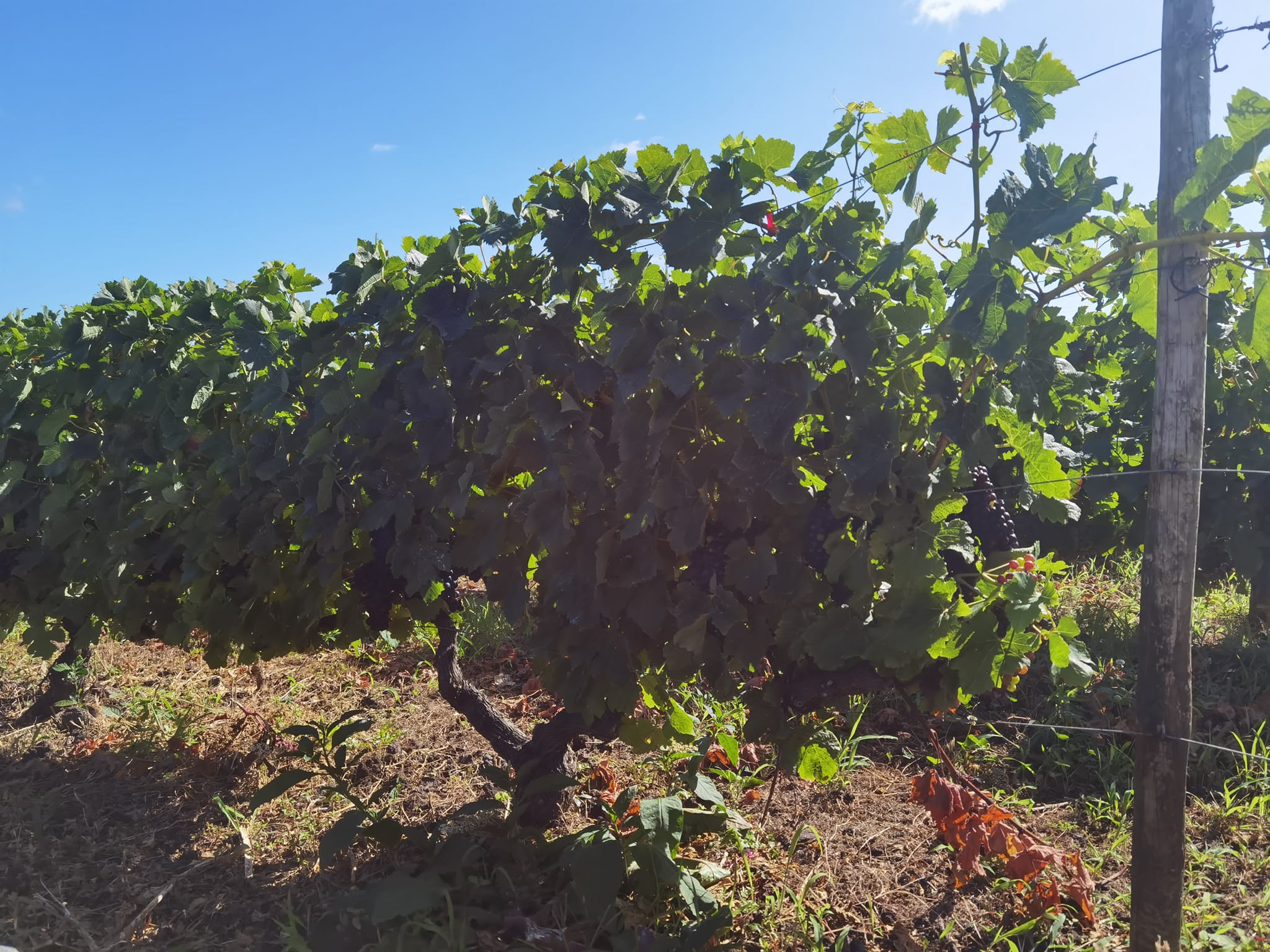 Projeto de recuperação da vinha em Santa Maria quer vinho certificado