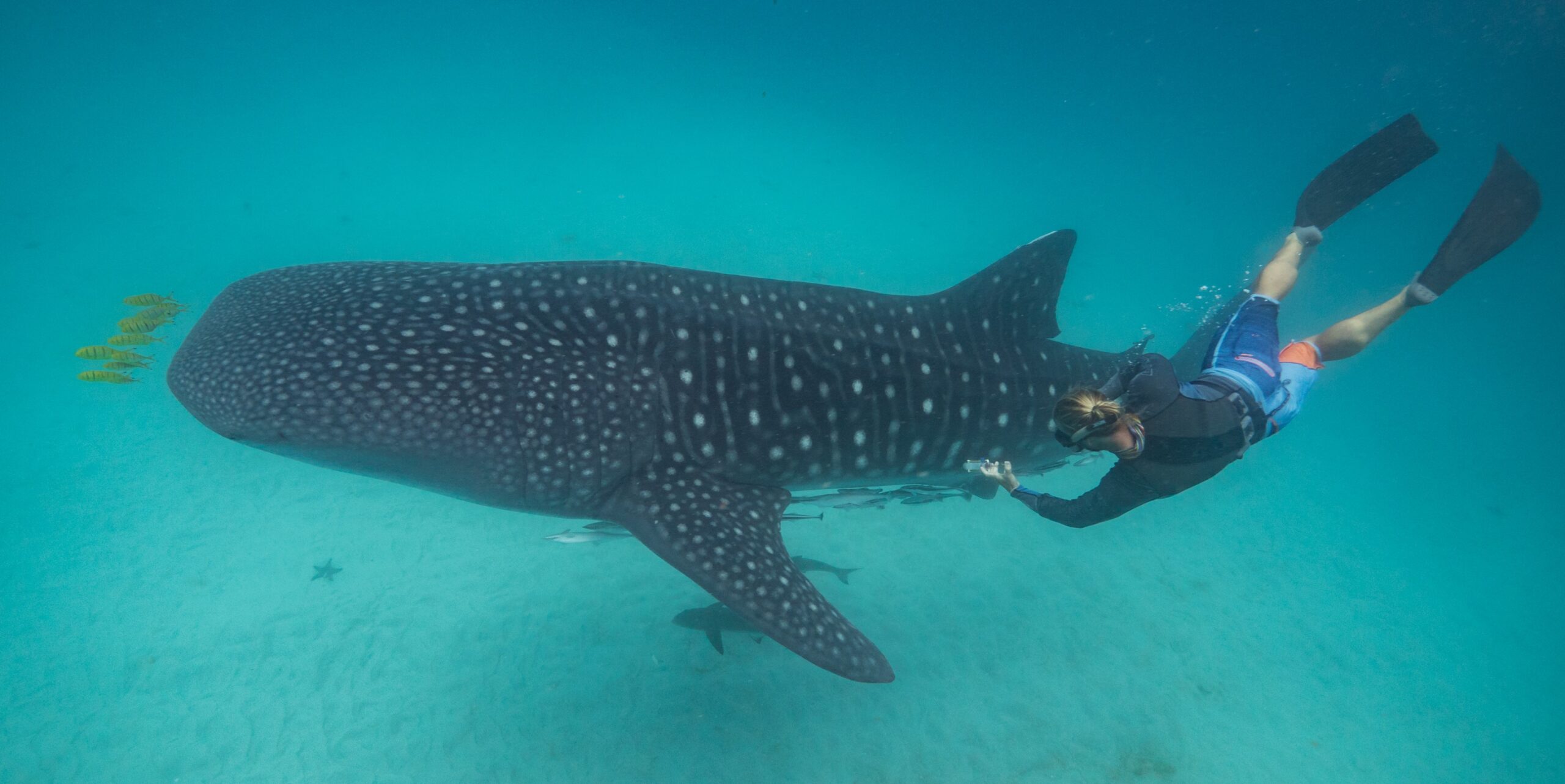 La salud del tiburón ballena depende del hábitat, la dieta y la combinación adecuada de microbios