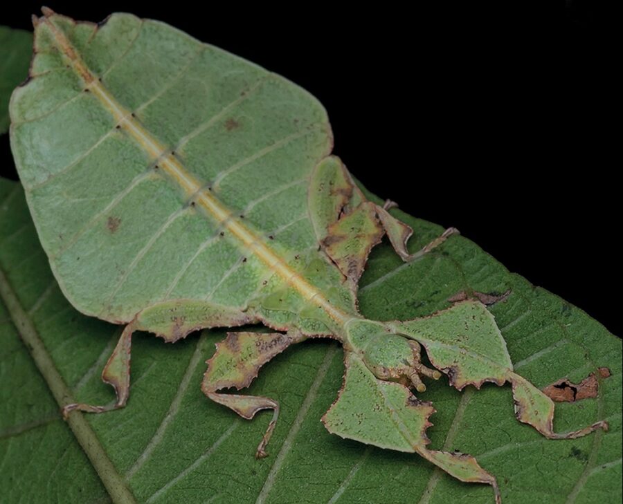 A green leaf insect blends on top of a leaf.