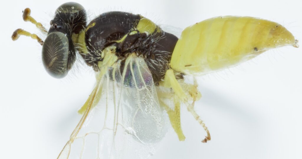 Aus zwei Bienenarten wird eine und Forscher lösen das Geheimnis der Identität – Grüne Sparer