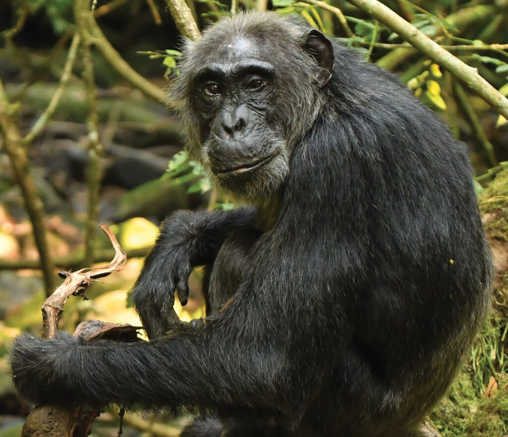 Los científicos descubren que, después de todo, los humanos no son los únicos primates que pasan por la menopausia – Green Savers