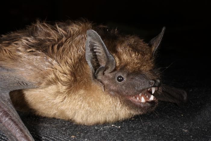 La vida sexual del murciélago menta – Green Savers