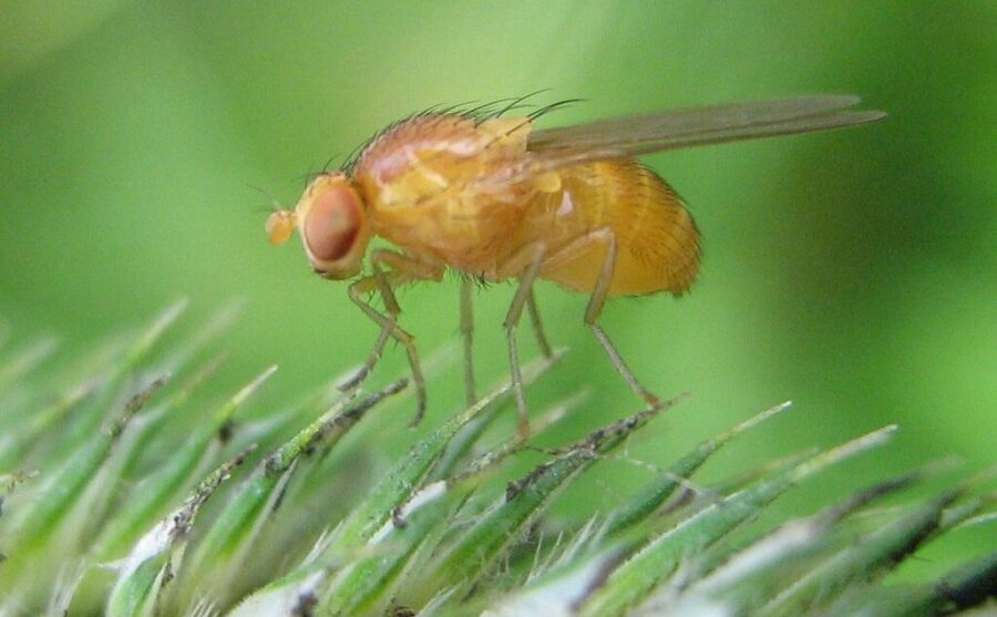Liberan alrededor de 40 millones de moscas estériles para proteger cultivos en Bolivia – Green Savers
