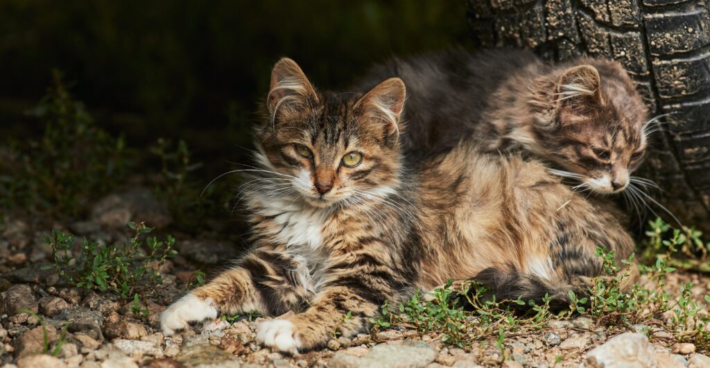 Los gatos domésticos en libertad pueden tener graves impactos en la vida silvestre – Green Savers