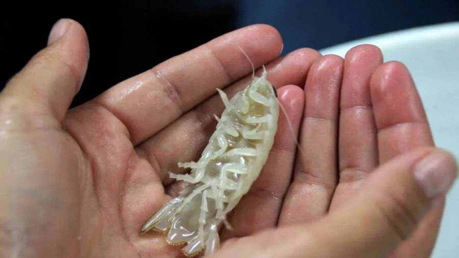 Discovering a new species of crustacean at the bottom of the sea. It is white in color and has large eyes – Green Savers