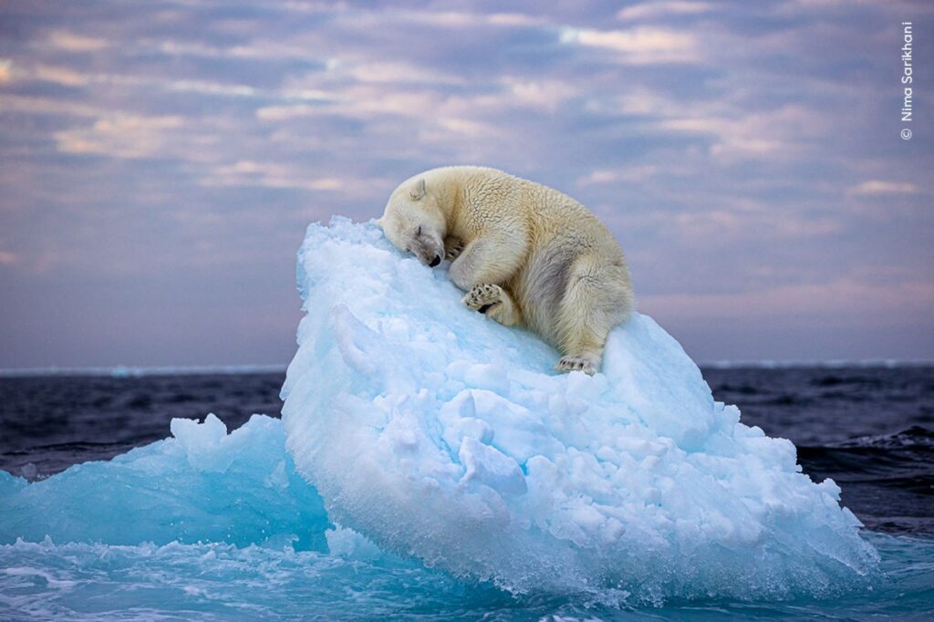 El oso polar que duerme sobre un 'lecho de hielo' gana el premio People's Choice al fotógrafo de vida silvestre del año – Green Savers