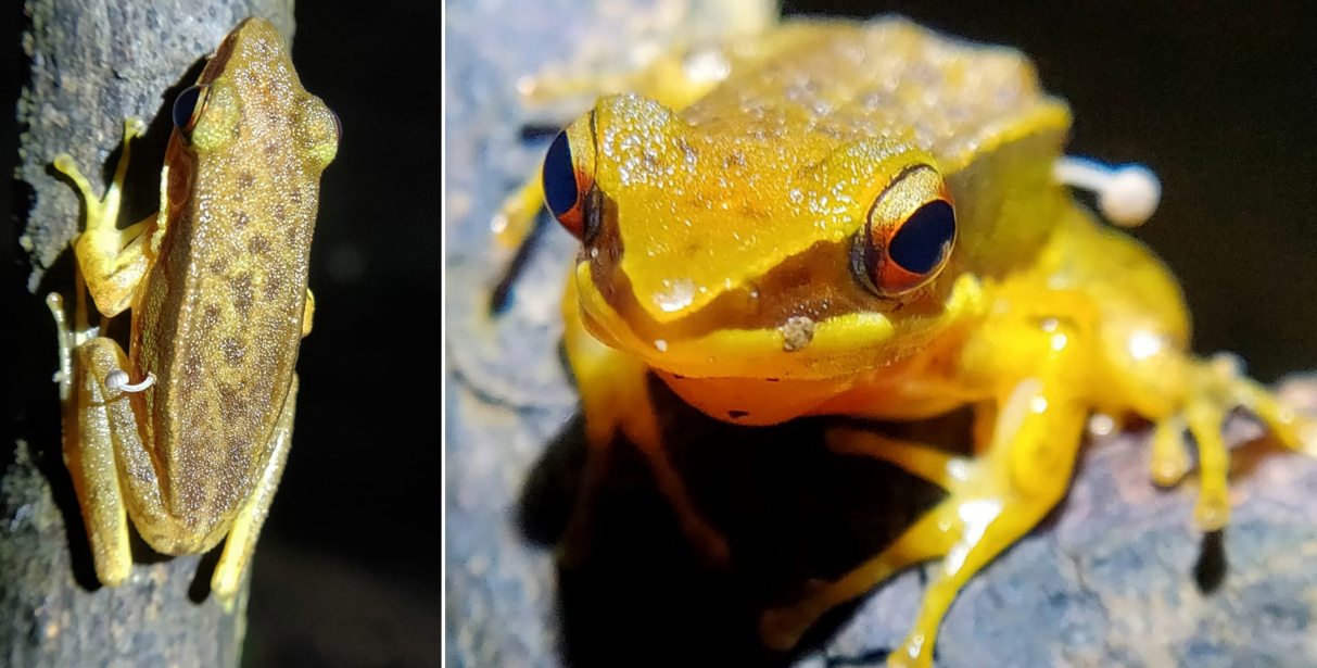 Los científicos han documentado, por primera vez, un hongo que emerge de la piel de una rana viva – Green Savers