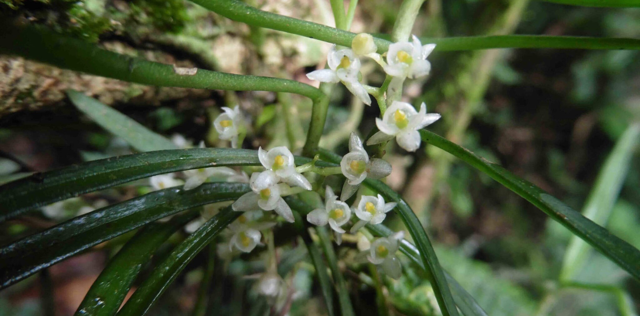 Nova espécie de orquídea descrita por membros do TERRA revela biodiversidade única no Vale do Rift Ocidental