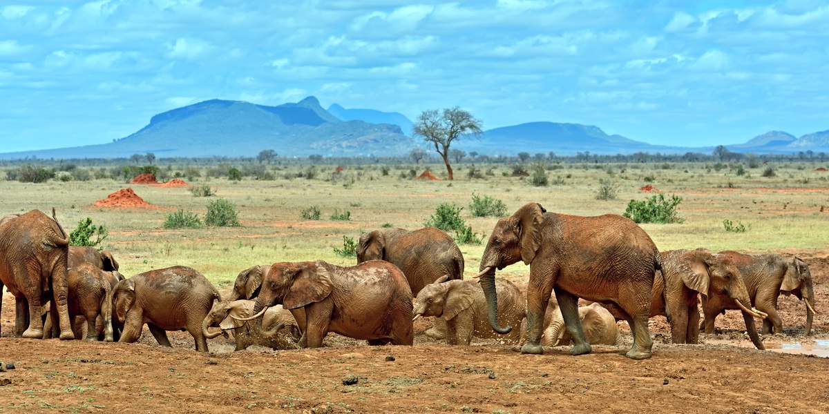Vida selvagem no Quénia ameaçada por caça ilegal após cortes da USAID