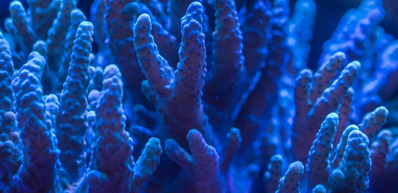 Como os corais se fixam aos recifes: descoberta australiana pode revolucionar a recuperação dos oceanos