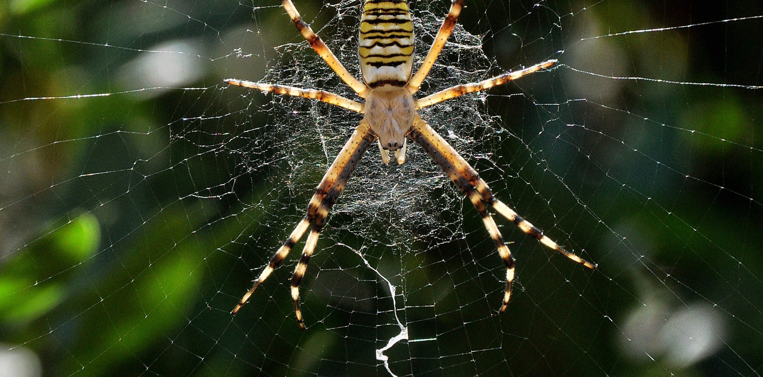 As “decorações” nas teias de aranha podem ajudar a localizar presas capturadas