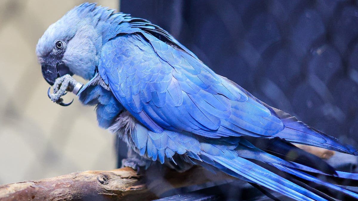 Polícia brasileira investiga disseminação de doença numa das aves mais raras do mundo