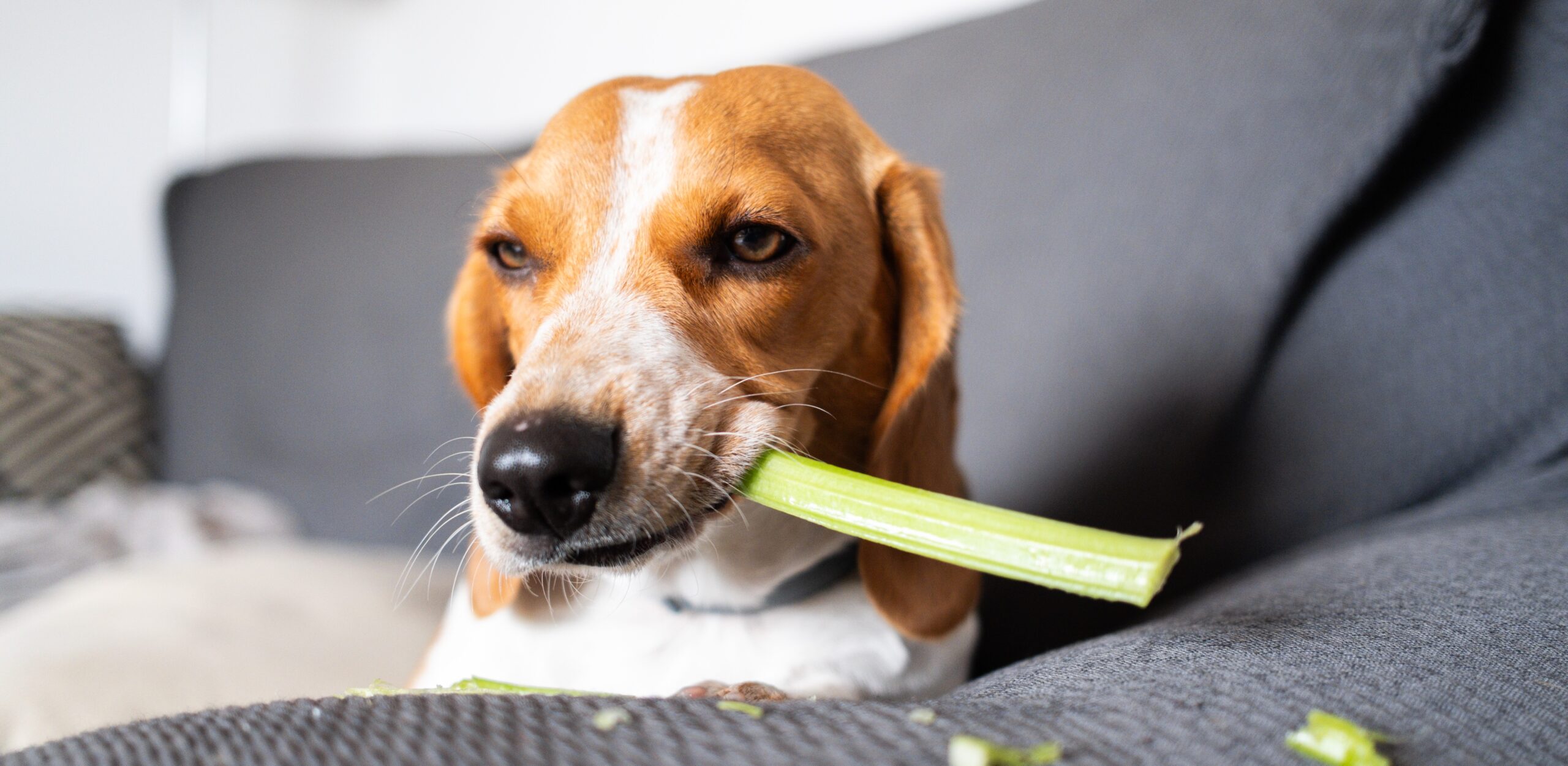 Estudo conclui que alimentos veganos para cães e gatos podem ser tão digestíveis como dietas à base de carne