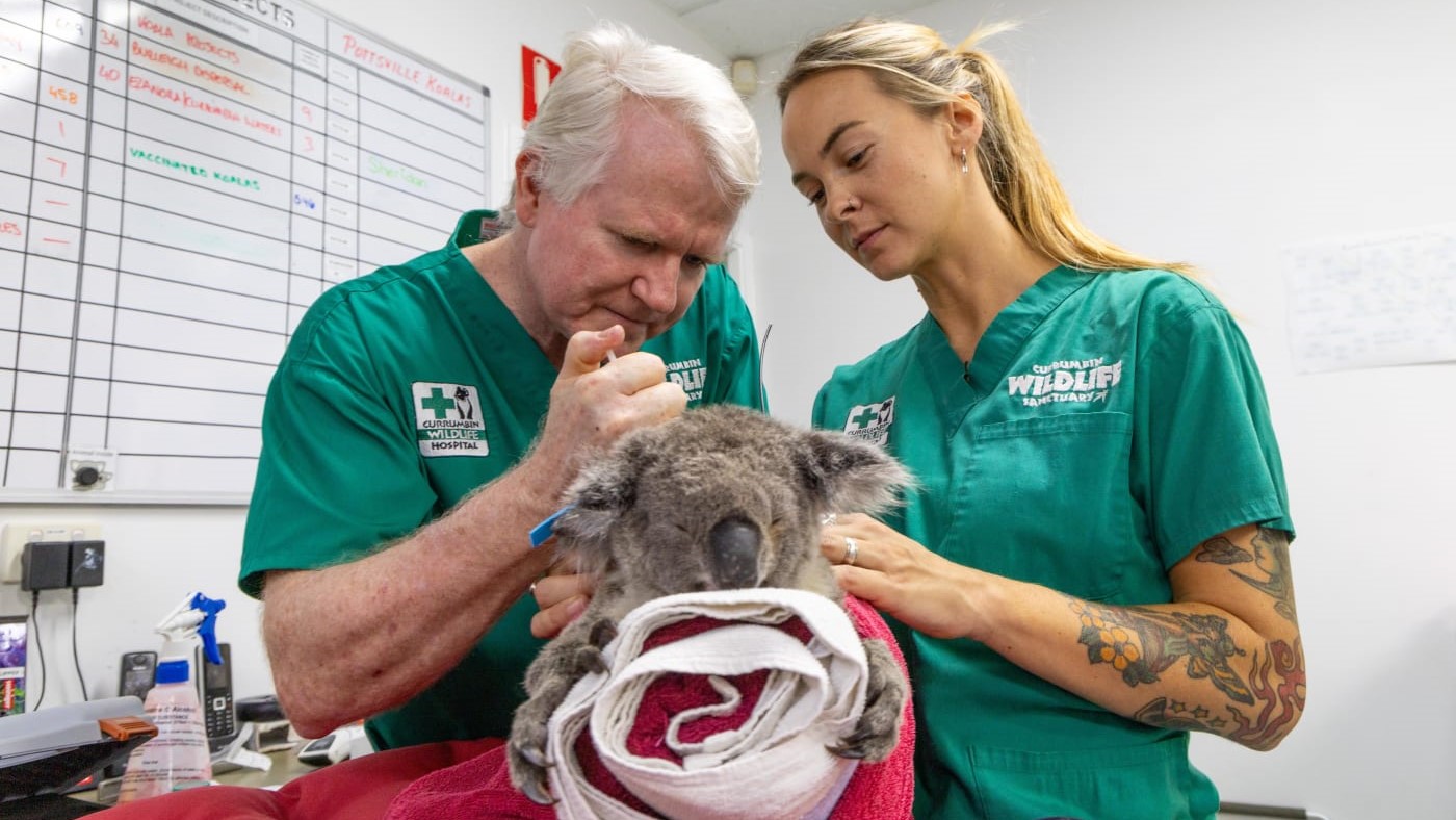 Coala selvagem recebe pela primeira vez implante de vacina contra a clamídia