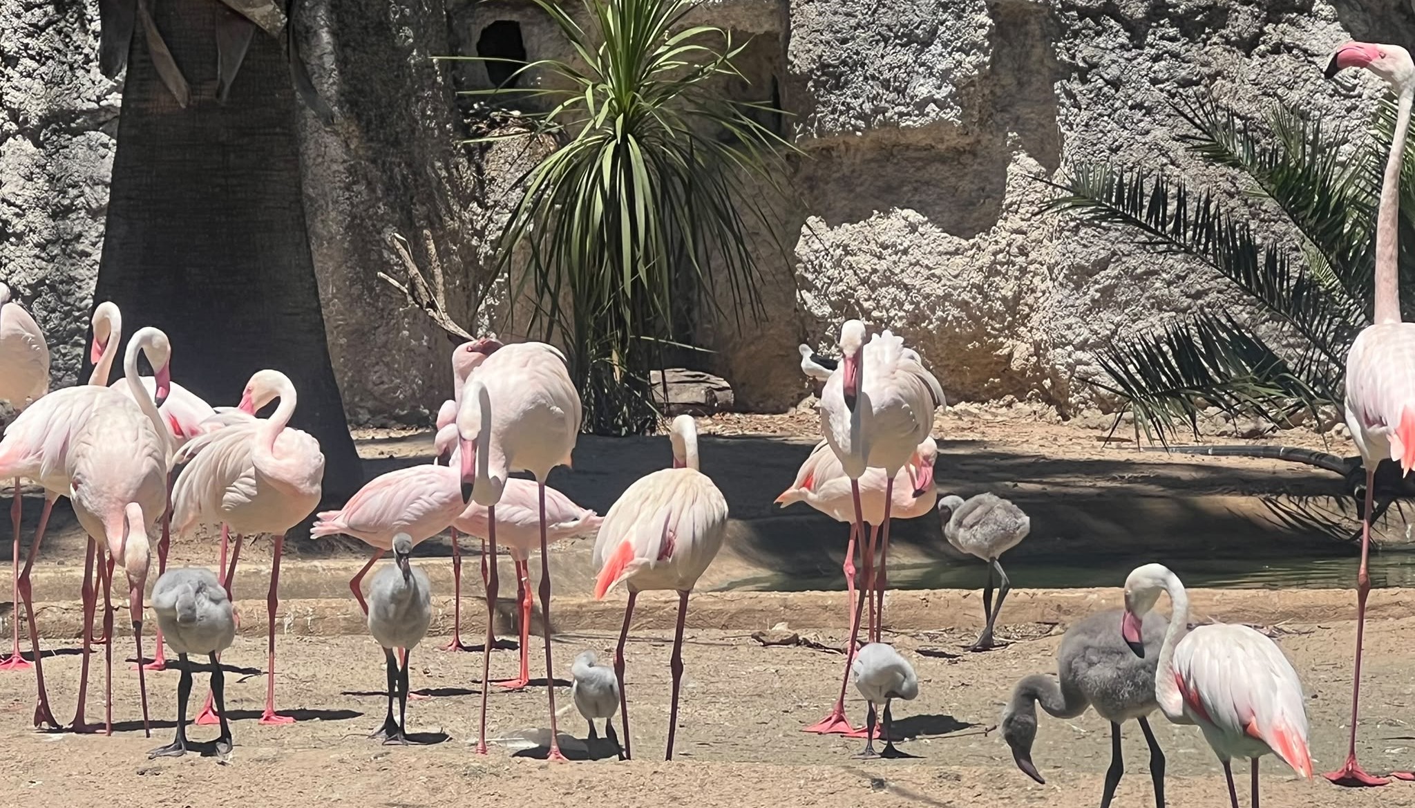 Zoo de Lagos celebra nascimento de sete crias de flamingo (vídeo)